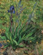 The Iris by Vincent Van Gogh